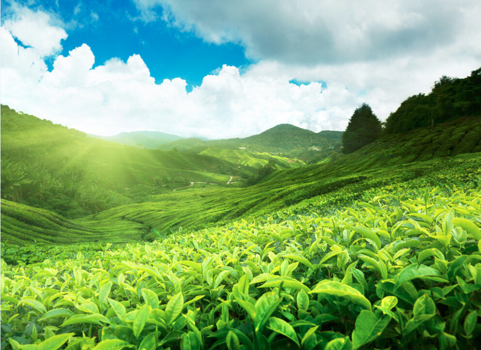 農(nóng)業(yè)部法文推介鄉(xiāng)村休閑游項(xiàng)目申報